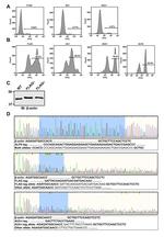 Actin Antibody in Western Blot (WB)