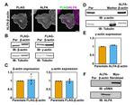 Actin Antibody in Western Blot (WB)