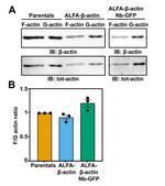 Actin Antibody in Western Blot (WB)