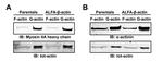 Actin Antibody in Western Blot (WB)