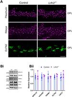 ELFN2 Antibody in Western Blot, Immunohistochemistry (WB, IHC)