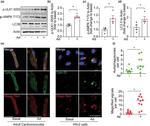 beta Actin Antibody in Western Blot (WB)