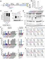 PTCRA Antibody in Western Blot (WB)