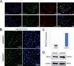 ABCA1 Antibody in Western Blot (WB)