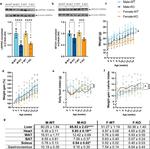 LRP130 Antibody in Western Blot (WB)