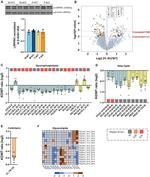 LRP130 Antibody in Western Blot (WB)