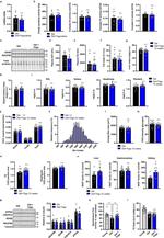 OxPhos Rodent WB Antibody in Western Blot (WB)