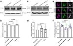 beta-3 Tubulin Antibody in Western Blot (WB)