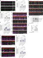 beta-3 Tubulin Antibody in Western Blot (WB)