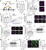 beta-3 Tubulin Antibody in Western Blot (WB)