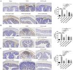 Claudin 15 Antibody in Immunohistochemistry (IHC)