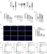 CNPY2 Antibody in Western Blot (WB)