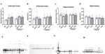 NeuN Antibody in Western Blot (WB)