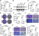 c-Myc Antibody in Western Blot, Immunoprecipitation (WB, IP)