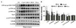 Tau Antibody in Western Blot (WB)