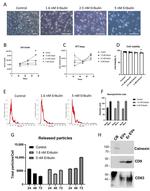 CD63 Antibody in Western Blot (WB)