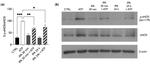 Phospho-eNOS (Ser1179) Antibody in Western Blot (WB)