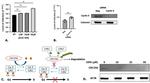 Cdc25A Antibody in Western Blot (WB)