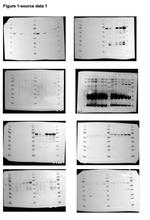SMAD1 Antibody in Western Blot (WB)