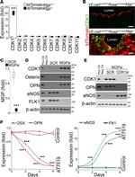 CDK1 Antibody in Western Blot (WB)
