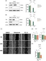 FAK Antibody in Western Blot (WB)