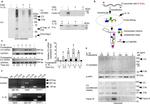 Complement C3 Antibody in Western Blot (WB)