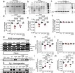 Thrombin Antibody in Western Blot (WB)
