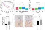 ZFP41 Antibody in Immunohistochemistry (IHC)