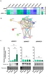 ZDHHC21 Antibody in Western Blot (WB)