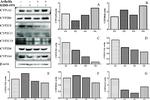 CYP2B6 Antibody in Western Blot (WB)