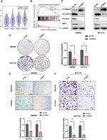 MID2 Antibody in Western Blot (WB)