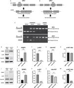 IGFBP-1 Antibody in Western Blot (WB)
