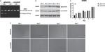 IGFBP3 Antibody in Western Blot (WB)