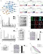 ELAVL2 Antibody in Western Blot (WB)