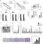 ELAVL2 Antibody in Western Blot (WB)