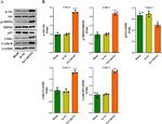 p53 Antibody in Western Blot (WB)