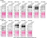 RAB1B Antibody in Western Blot (WB)