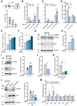 FOXQ1 Antibody in Western Blot (WB)