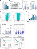 FOXQ1 Antibody in Western Blot (WB)