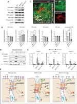 Claudin 3 Antibody in Western Blot (WB)