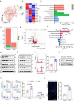 CCR1 Antibody in Western Blot (WB)