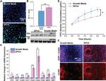 HIF1A Antibody in Western Blot (WB)