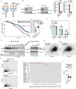 MGAT5 Antibody in Western Blot (WB)