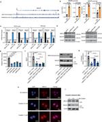 MGAT5 Antibody in Western Blot (WB)