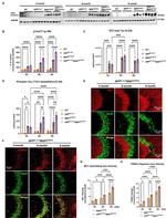 Phospho-Tau (Thr217) Antibody in Western Blot (WB)