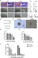 KDM6A Antibody in Immunohistochemistry (IHC)