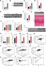Ceruloplasmin Antibody in Western Blot (WB)