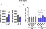 UPF3A Antibody in Western Blot (WB)