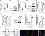 ENO1 Antibody in Western Blot, Immunoprecipitation (WB, IP)