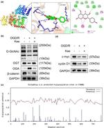 Mgea5 Antibody in Western Blot (WB)